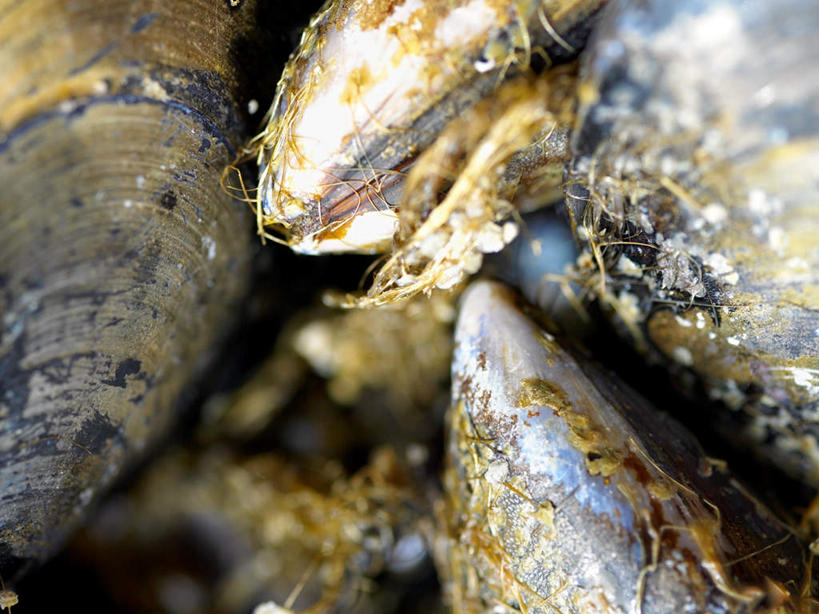 海鲜,无人,横图,俯视,室内,特写,白天,一堆,许多,阴影,堆叠,堆积,朦胧,模糊,光线,影子,美味,牡蛎,很多,水产,海洋生物,堆,生蚝,水生动物,海产品,水生物,海底动物,甘旨,厚味,鲜味,彩图,高角度拍摄