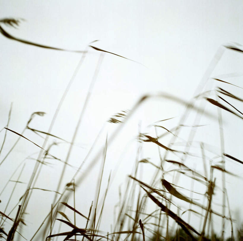 无人,横图,室外,特写,白天,仰视,旅游,度假,美景,秋季,植物,风,阴影,枯萎,朦胧,模糊,飘扬,光线,影子,景观,枯草,娱乐,草,黄色,蓝色,蓝天,天空,阳光,自然,天,享受,休闲,景色,放松,晴朗,飘逸,自然风光,飞扬,曝光,万里无云,吹拂,暴光,晴空,晴空万里,秋,秋天,彩图,低角度拍摄