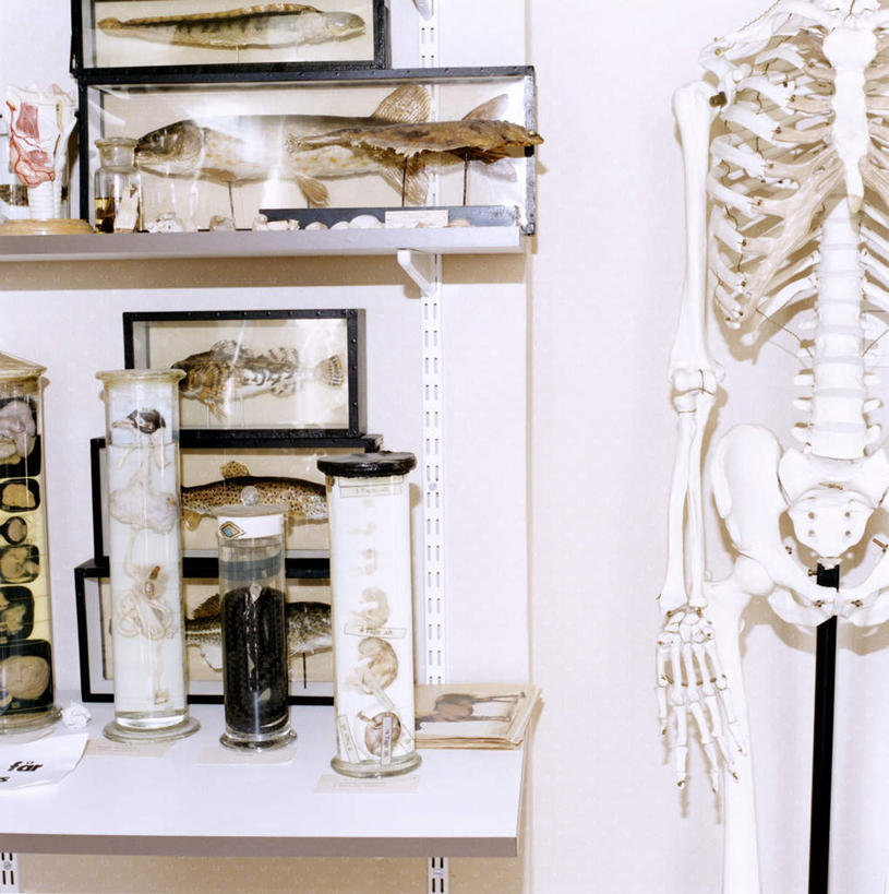 骨骼,无人,竖图,室内,特写,白天,正面,玻璃,阴影,光线,鱼,影子,墙,骨头,鱼类,海洋生物,墙壁,墙面,玻璃制品,玻璃瓶,瓶子,死亡,骨架,样品,水生动物,水生物,海底动物,广口瓶,殒命,灭亡,彩图