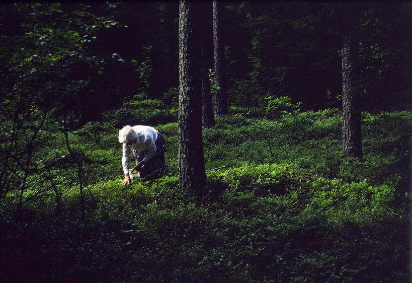 西方人,一个人,站,横图,室外,白天,正面,旅游,度假,草地,草坪,美景,森林,树林,植物,欧洲,欧洲人,仅一个女性,仅一个人,弯腰,阴影,光线,影子,景观,娱乐,草,树,树木,绿色,阳光,自然,摘,站着,享受,休闲,景色,放松,仅一个老年女性,生长,成长,自然风光,弯身,老年女性,女人,女性,白种人,站立,彩图,全身