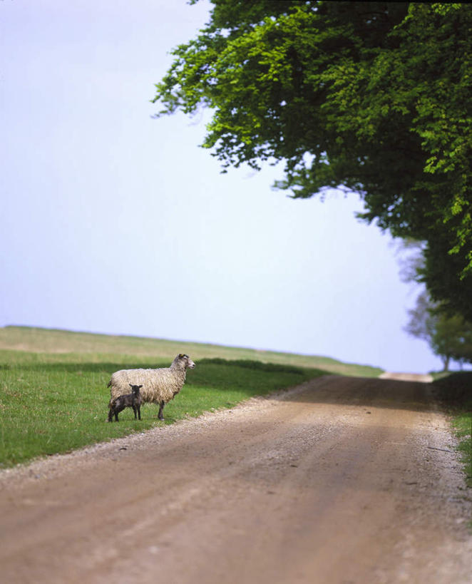 无人,走,竖图,室外,白天,旅游,度假,草地,草坪,美景,植物,道路,路,公路,羊,瑞典,欧洲,景观,交通,注视,娱乐,草,树,树木,一只,背面,蓝色,绿色,蓝天,天空,自然,动物,天,观察,看,享受,休闲,家畜,景色,放松,牲畜,生长,成长,观看,察看,斯堪的纳维亚,关注,自然风光,北欧,斯堪的纳维亚半岛,瑞典王国,马路,绵羊,步行,散步,走路,彩图,全身