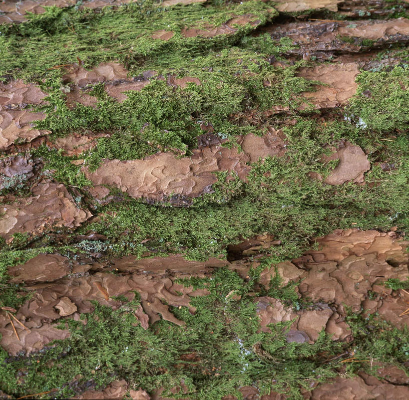 无人,横图,俯视,室外,特写,白天,美景,阴影,粗糙,平静,光线,影子,景观,青苔,树皮,树桩,苔藓,树,树干,阳光,自然,木桩,景色,安静,高低,宁静,凹凸,毛糙,静谧,自然风光,沉静,恬静,安祥,僻静,清静,太平,彩图,高角度拍摄,粗拙