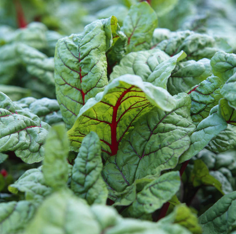 无人,横图,俯视,室外,特写,白天,美景,植物,蔬菜,叶子,阴影,新鲜,平静,光线,纹理,影子,景观,莴苣,莴笋,食品,绿叶,食物,绿色,阳光,自然,健康,嫩叶,景色,安静,茂密,有机食品,绿色食品,茂盛,宁静,静谧,自然风光,肌理,香笋,千金菜,沉静,安康,恬静,安祥,僻静,清静,太平,康健,叶,叶片,叶脉,彩图,高角度拍摄