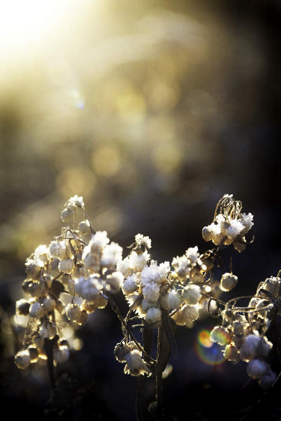 无人,竖图,室外,特写,白天,正面,农作物,阴影,朦胧,模糊,柔软,光线,密集,影子,棉花,纺织,白色,阳光,自然,健康,温暖,纤维,自然风光,柔和,暖和,鳞集,辘集,麋集,彩图