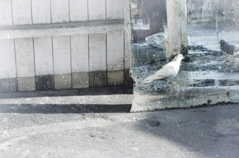 无人,站,横图,室外,白天,侧面,道路,路,公路,鸟,瑞典,欧洲,阴影,光线,斑鸠,鸟类,影子,墙,交通,墙壁,墙面,一只,白色,阳光,站着,斯堪的纳维亚,北欧,斯堪的纳维亚半岛,欧斑鸠,瑞典王国,杆子,马路,站立,彩图,全身