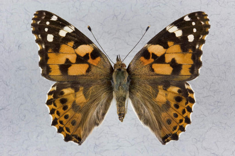 无人,横图,俯视,室内,特写,白天,白色背景,蝴蝶,伸展,张开,展翅,翅膀,昆虫,斑点,一只,黄色,动物,摄影,影棚,益虫,张开翅膀,展开翅膀,彩图,高角度拍摄,全身,影棚拍摄,拍摄