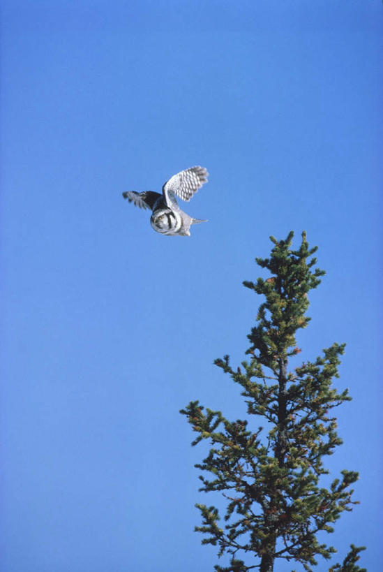 无人,竖图,室外,白天,仰视,旅游,度假,美景,植物,猫头鹰,鸟,野生动物,飞翔,伸展,张开,展翅,阴影,新鲜,飞行,光线,翅膀,鸟类,影子,景观,枝条,翱翔,注视,娱乐,飞,树,树木,树枝,一只,蓝色,绿色,蓝天,天空,阳光,自然,动物,天,观察,看,享受,休闲,景色,放松,观看,青春,察看,生命,关注,自然风光,和平,安详,凶猛,张开翅膀,雪鸮,雪枭,冷色,白鸮,白夜猫子,雪猫头鹰,虬枝,枝杈,展开翅膀,残暴,凶残,鸮,枭,彩图,低角度拍摄,全身