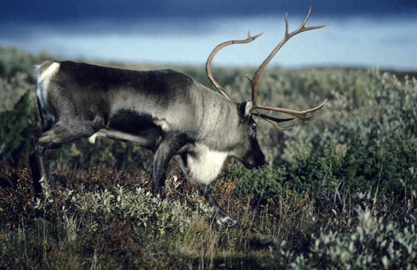 无人,站,吃,横图,室外,白天,侧面,旅游,度假,幸福,草地,草原,美景,植物,哺乳动物,鹿,野生动物,阴影,朦胧,模糊,光线,影子,景观,旷野,注视,娱乐,草,一只,蓝色,绿色,蓝天,天空,阳光,自然,动物,天,观察,看,站着,享受,休闲,广阔,宽广,景色,放松,可爱,活泼,观看,吉祥,察看,关注,宽阔,自然风光,原野,进取,角鹿,广大,驯鹿,嚼,食,站立,彩图,全身