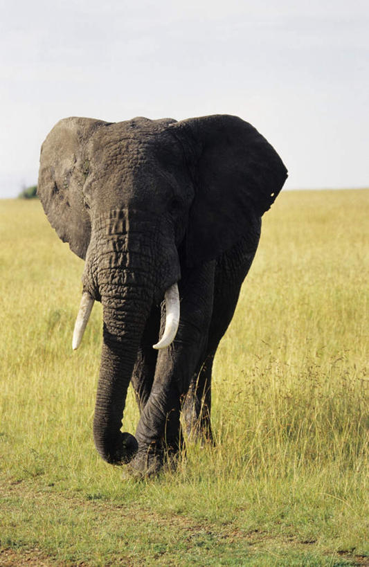 无人,走,竖图,室外,白天,正面,旅游,度假,草地,草原,美景,植物,哺乳动物,大象,野生动物,象牙,阴影,朦胧,模糊,光线,影子,景观,旷野,注视,娱乐,草,一只,蓝色,绿色,蓝天,天空,阳光,自然,动物,天,观察,看,享受,休闲,广阔,宽广,景色,放松,观看,察看,关注,宽阔,自然风光,原野,广大,象,步行,散步,走路,彩图,全身