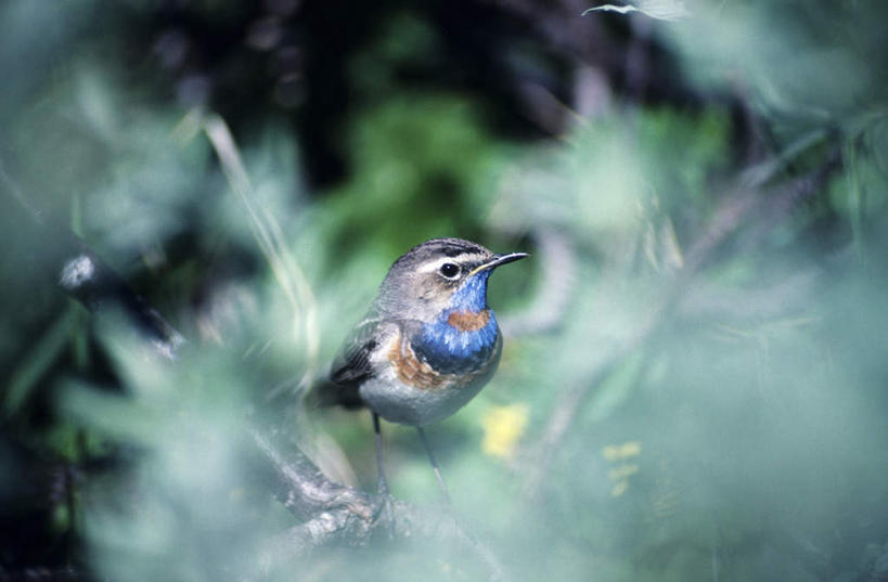 无人,横图,室外,特写,白天,侧面,旅游,度假,美景,植物,鸟,野生动物,叶子,阴影,朦胧,模糊,新鲜,光线,鸟类,影子,景观,绿叶,枝条,注视,娱乐,树,树木,树枝,一只,绿色,阳光,自然,动物,观察,看,享受,休闲,嫩叶,景色,放松,可爱,栖息,活泼,观看,青春,察看,生命,关注,自然风光,和平,安详,休憩,冷色,憩息,虬枝,枝杈,栖身,叶,叶片,彩图,全身