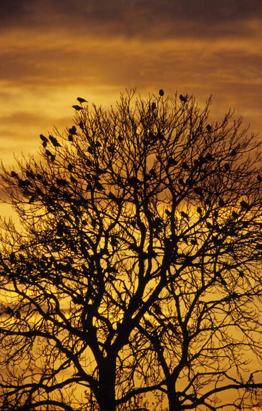 无人,竖图,室外,白天,正面,旅游,度假,美景,日落,植物,鸟,野生动物,一群,许多,阴影,光线,鸟类,影子,景观,晚霞,霞光,云,云朵,落日,枝条,很多,云彩,注视,娱乐,树,树木,树枝,蓝色,绿色,白云,蓝天,天空,阳光,自然,黄昏,动物,天,观察,看,享受,休闲,景色,彩霞,放松,可爱,栖息,活泼,生长,晴朗,成长,观看,察看,关注,自然风光,休憩,憩息,夕照,虬枝,枝杈,栖身,晴空,夕阳,彩图,全身,斜阳