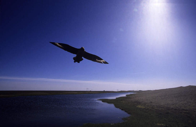 无人,横图,室外,白天,正面,旅游,度假,河流,石头,美景,山,山脉,水,海鸟,海鸥,鸟,飞翔,伸展,张开,展翅,阴影,波纹,飞行,光线,翅膀,鸟类,石子,影子,河水,景观,山峰,水流,云,云朵,山峦,翱翔,云彩,注视,娱乐,飞,一只,蓝色,白云,蓝天,水纹,天空,阳光,自然,波浪,群山,天,观察,看,享受,休闲,景色,放松,晴朗,观看,察看,关注,自然风光,贼鸥,张开翅膀,展开翅膀,中贼鸥,石块,岩石,晴空,彩图,全身