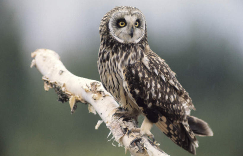 无人,横图,室外,特写,白天,侧面,旅游,度假,美景,猫头鹰,鸟,野生动物,阴影,朦胧,模糊,光线,纹路,鸟类,纹理,影子,景观,树桩,扭头,注视,娱乐,树,树干,一只,阳光,自然,动物,观察,看,转头,享受,休闲,木桩,景色,放松,栖息,观看,察看,关注,自然风光,凶猛,休憩,肌理,憩息,栖身,残暴,凶残,鸮,枭,彩图,全身