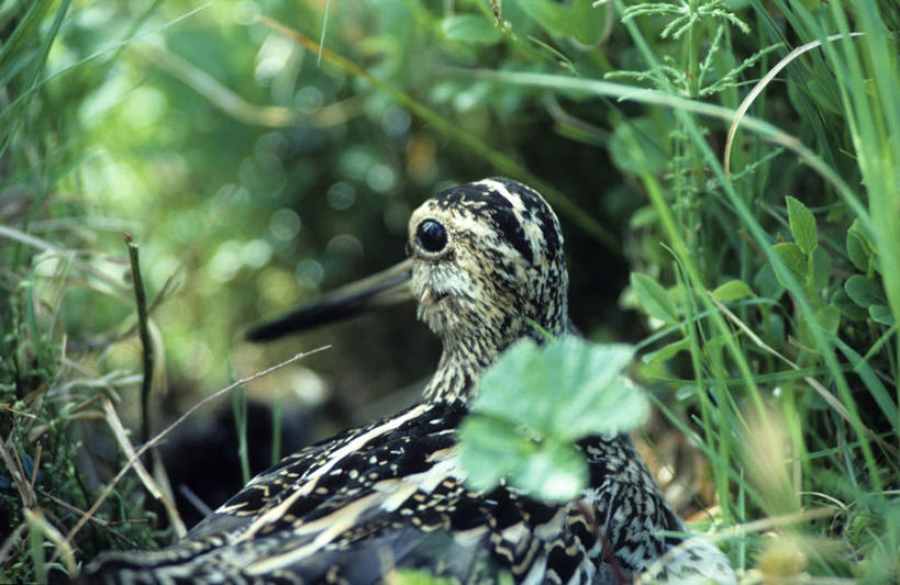 无人,坐,横图,室外,白天,旅游,度假,美景,植物,鸟,叶子,阴影,光线,鸟类,影子,景观,绿叶,注视,娱乐,一只,背面,绿色,阳光,自然,观察,看,享受,休闲,嫩叶,景色,放松,遮,遮掩,生长,成长,观看,察看,掩盖,遮挡,关注,自然风光,遮盖,掩饰,矶鹞,鹬,叶,叶片,坐着,半身,彩图