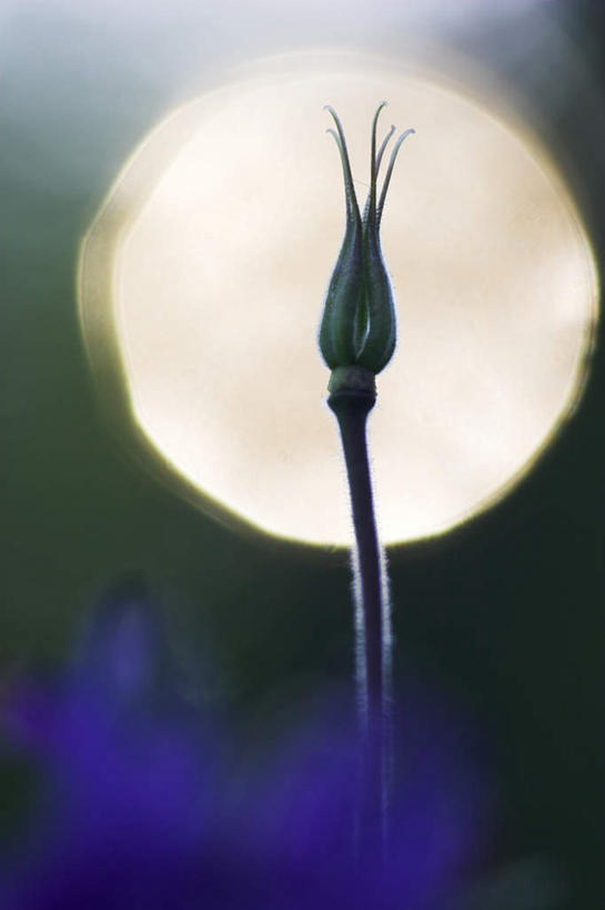 无人,竖图,室外,特写,白天,正面,爱情,旅游,度假,美景,植物,蒲公英,阴影,朦胧,模糊,光线,影子,景观,种子,夏季,娱乐,绿色,阳光,自然,夏日,夏天,享受,休闲,景色,放松,生长,成长,自然风光,开朗,炎天,蒲公草,尿床草,彩图