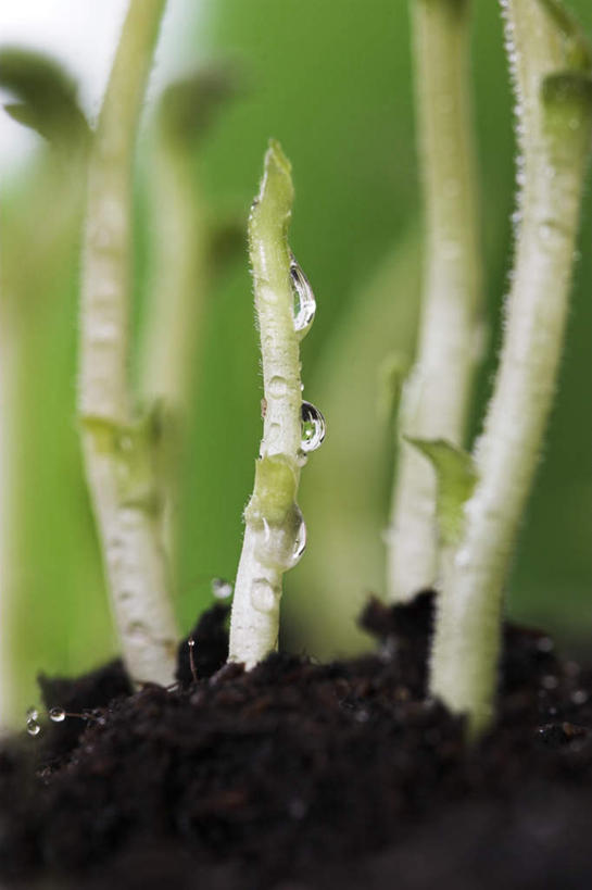 无人,竖图,室外,特写,白天,正面,旅游,度假,美景,植物,朦胧,模糊,景观,泥土,土壤,茎,夏季,娱乐,绿色,自然,嫩芽,夏日,夏天,享受,休闲,景色,放松,生长,成长,自然风光,秧苗,炎天,彩图