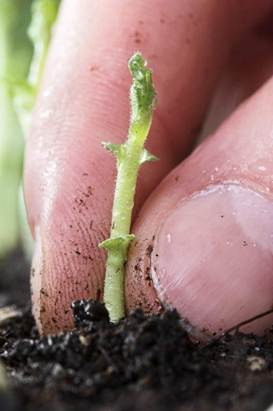 西方人,手,一个人,蹲,捏,竖图,室外,特写,白天,正面,植物,欧洲,欧洲人,仅一个男性,仅一个人,仅一个中年男性,泥土,土壤,茎,夏季,捏着,绿色,嫩芽,夏日,夏天,手部,手指,生长,成长,单手,秧苗,炎天,男人,男性,中年男性,白种人,蹲着,半身,彩图