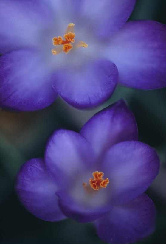 无人,竖图,俯视,室外,特写,白天,旅游,度假,美景,阴影,朦胧,模糊,盛开,光线,影子,景观,花蕾,娱乐,花,花瓣,花朵,鲜花,两朵,紫色,阳光,自然,春季,春天,花苞,花蕊,享受,休闲,景色,放松,生机,生命,自然风光,春日,彩图,高角度拍摄