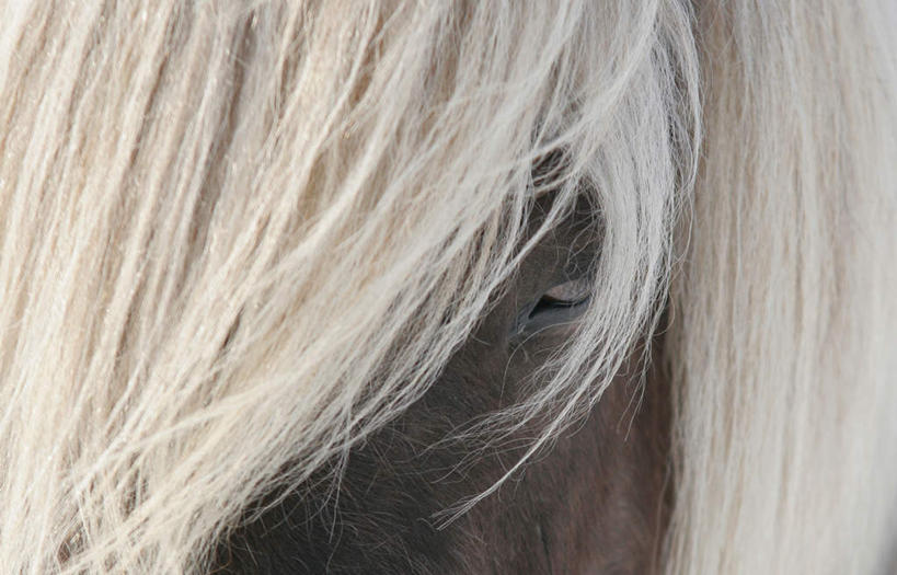 无人,横图,室外,特写,白天,侧面,美景,马,野生动物,阴影,平静,光线,影子,景观,一匹,白色,阳光,自然,动物,景色,安静,运输,牲畜,宁静,静谧,自然风光,沉静,恬静,安祥,僻静,清静,太平,半身,彩图