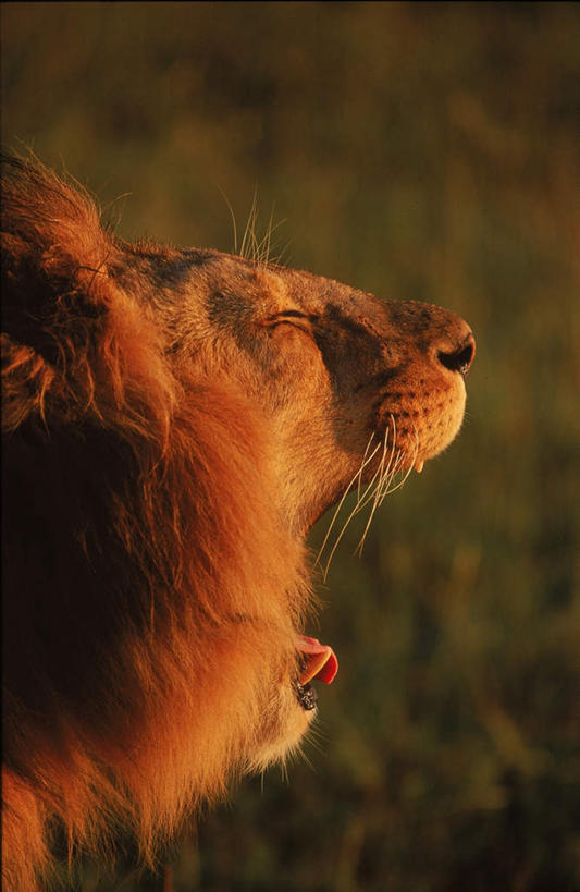 无人,闭眼,竖图,室外,特写,白天,侧面,美景,日落,哺乳动物,野生动物,狮子,平静,景观,晚霞,霞光,落日,一只,自然,黄昏,动物,张嘴,景色,彩霞,安静,毛茸茸,宁静,吼叫,静谧,自然风光,凶猛,张大嘴巴,沉静,恬静,安祥,僻静,清静,太平,夕照,残暴,凶残,夕阳,张开嘴,闭眼睛,闭着眼,闭着眼睛,半身,彩图,斜阳