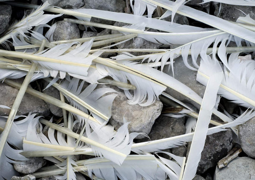 无人,横图,俯视,室外,特写,白天,石头,羽毛,一堆,阴影,堆叠,堆积,轻盈,柔软,粗糙,平静,光线,石子,影子,凌乱,阳光,安静,高低,堆,宁静,凹凸,混乱,毛糙,静谧,洼地,轻柔,沉静,恬静,安祥,僻静,清静,太平,纷乱,缭乱,庞杂,崎岖,石块,岩石,彩图,高角度拍摄,粗拙