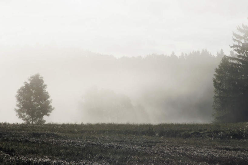 无人,横图,室外,白天,正面,草地,草坪,美景,植物,雾,瑞典,欧洲,覆盖,朦胧,模糊,平静,景观,乌云,云,阴天,云朵,云彩,草,树,树木,绿色,天空,自然,天,包围,景色,安静,生长,成长,宁静,迷雾,昏暗,阴沉,斯堪的纳维亚,静谧,自然风光,北欧,斯堪的纳维亚半岛,沉静,笼罩,恬静,安祥,僻静,清静,太平,瑞典王国,大雾,彩图