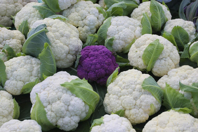 无人,横图,俯视,室外,特写,白天,美景,蔬菜,叶子,许多,阴影,新鲜,光线,影子,景观,花菜,花椰菜,西兰花,食品,绿叶,很多,营养,食物,紫色,白色,阳光,自然,健康,嫩叶,景色,有机食品,绿色食品,自然风光,安康,康健,养分,叶,叶片,彩图,高角度拍摄