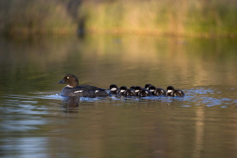 游泳,无人,家庭,横图,俯视,室外,白天,草地,草坪,湖,湖泊,美景,水,植物,鸟,羽毛,一群,许多,阴影,波纹,轻盈,柔软,平静,光线,鸟类,鸭,影子,湖面,景观,水流,水面,很多,家禽,草,绿色,水纹,阳光,自然,动物,波浪,湖水,温暖,温馨,一家人,景色,安静,牲畜,宁静,和睦,静谧,自然风光,秋沙鸭,轻柔,沉静,泅水,恬静,安祥,僻静,清静,太平,普通秋沙鸭,莎鸭,拍浮,彩图,高角度拍摄,全身,融洽