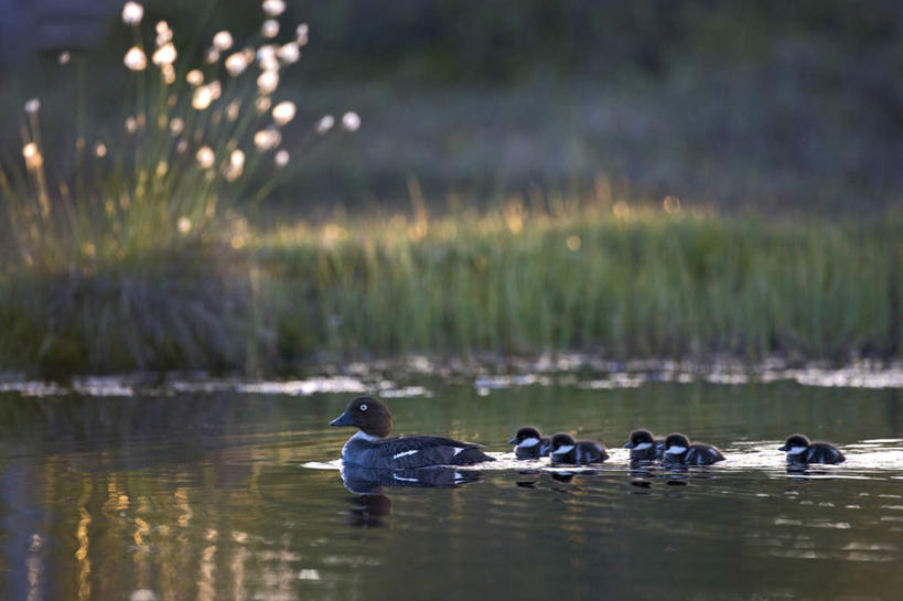 游泳,无人,家庭,横图,俯视,室外,白天,草地,草坪,湖,湖泊,美景,水,植物,鸟,羽毛,一群,许多,阴影,波纹,轻盈,柔软,平静,光线,鸟类,鸭,影子,湖面,景观,水流,水面,很多,家禽,草,绿色,水纹,阳光,自然,动物,波浪,湖水,温暖,温馨,一家人,景色,安静,牲畜,宁静,和睦,静谧,自然风光,秋沙鸭,轻柔,沉静,泅水,恬静,安祥,僻静,清静,太平,普通秋沙鸭,莎鸭,拍浮,彩图,高角度拍摄,全身,融洽