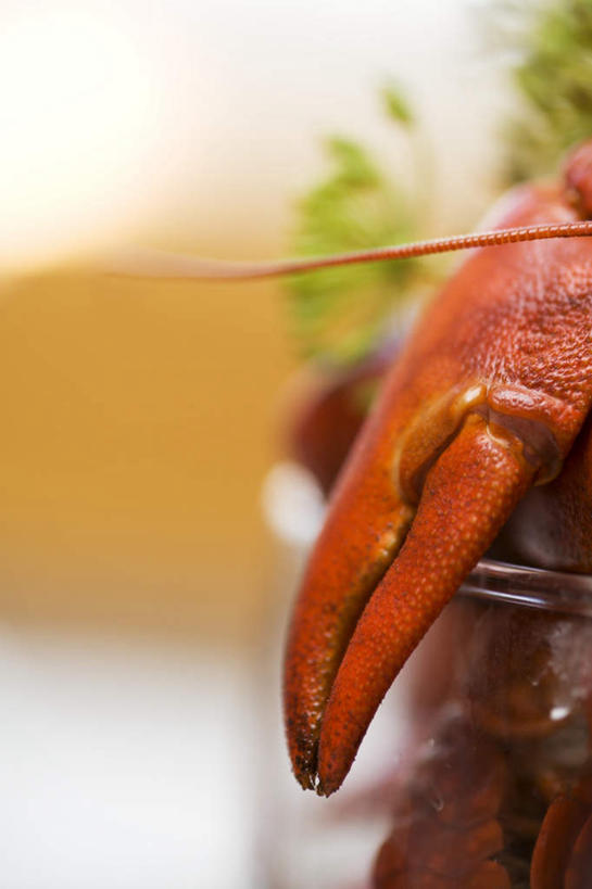 海鲜,龙虾,无人,竖图,室外,特写,白天,正面,玻璃,一堆,许多,堆叠,堆积,朦胧,模糊,虾,美味,很多,水产,海洋生物,玻璃制品,红色,盘子,容器,碗,储藏,堆,储存,水生动物,海产品,水生物,海底动物,莳萝,洋茴香,土茴香,甘旨,厚味,鲜味,彩图,贮存