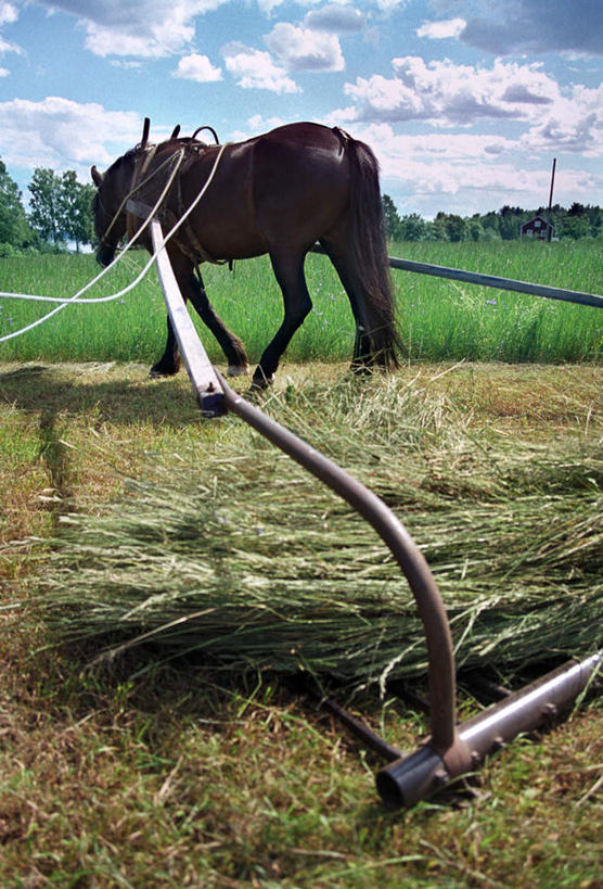 无人,站,竖图,室外,白天,侧面,旅游,度假,草地,草坪,美景,植物,马,野生动物,瑞典,欧洲,阴影,光线,影子,景观,云,云朵,夏季,云彩,注视,娱乐,一匹,草,树,树木,蓝色,绿色,白云,蓝天,天空,阳光,自然,动物,天,夏日,夏天,观察,看,站着,享受,休闲,景色,放松,运输,牲畜,生长,晴朗,成长,观看,察看,斯堪的纳维亚,关注,自然风光,北欧,斯堪的纳维亚半岛,炎天,瑞典王国,劳作,晴空,站立,彩图,全身