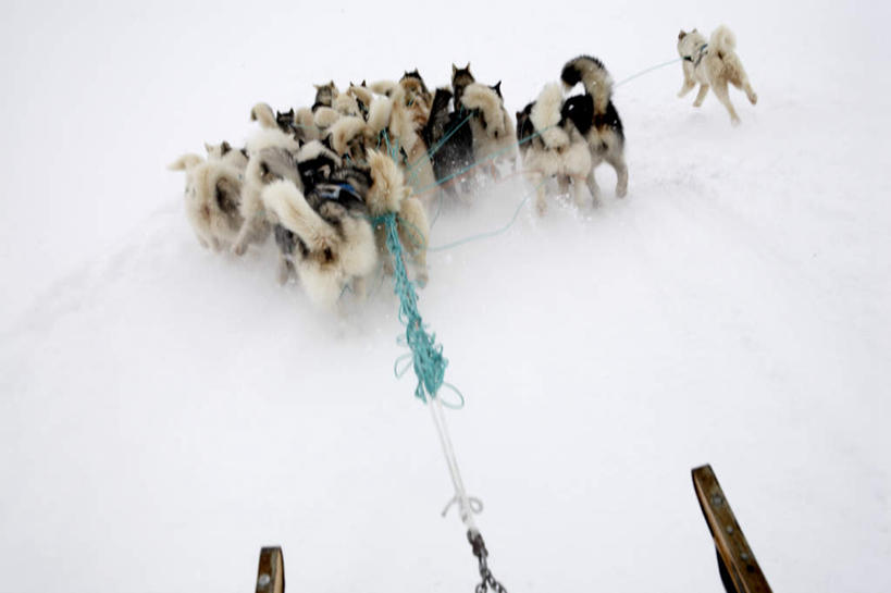 无人,拉,横图,俯视,室外,白天,旅游,度假,美景,雪,大雪,宠物,狗,瑞典,欧洲,一群,许多,覆盖,阴影,光线,影子,积雪,景观,雪景,冬季,冬天,很多,娱乐,车,阳光,自然,动物,交通工具,享受,休闲,景色,放松,寒冷,可爱,拖,哈士奇,哈士奇犬,雪橇,斯堪的纳维亚,自然风光,载具,西伯利亚雪橇犬,雪橇犬,北欧,斯堪的纳维亚半岛,雪橇车,遮盖,忠诚,严寒,哈士奇狗,西伯利亚哈士奇,笼罩,瑞典王国,笼盖,犬,彩图,高角度拍摄,全身