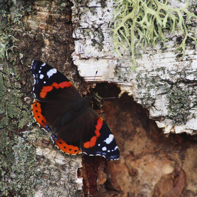 无人,竖图,室外,白天,正面,旅游,度假,美景,植物,蝴蝶,叶子,瑞典,欧洲,伸展,张开,展翅,阴影,光线,翅膀,昆虫,影子,景观,绿叶,树桩,娱乐,树,树干,一只,绿色,阳光,自然,动物,享受,休闲,嫩叶,木桩,景色,放松,生长,成长,斯堪的纳维亚,自然风光,北欧,斯堪的纳维亚半岛,益虫,张开翅膀,瑞典王国,展开翅膀,停驻,叶,叶片,彩图,全身