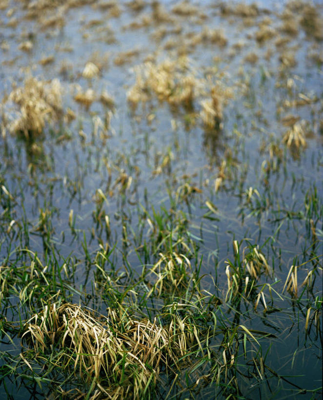 无人,竖图,俯视,室外,白天,旅游,度假,湖,湖泊,美景,水,植物,巴西,许多,湖面,景观,水流,水面,水草,娱乐,倒影,自然,湖水,享受,休闲,景色,南美,放松,湿地,生长,成长,南美洲,倒映,拉丁美洲,自然风光,美洲,巴西联邦共和国,亚美利加洲,南亚美利加洲,潘塔纳尔湿地,马托格罗索州,反照,彩图,高角度拍摄