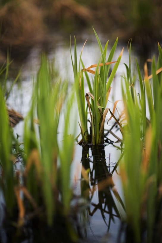 无人,竖图,室外,白天,正面,旅游,度假,草地,湖,湖泊,美景,水,植物,芦苇,瑞典,欧洲,朦胧,模糊,湖面,景观,水流,水面,娱乐,草,绿色,倒影,自然,湖水,享受,休闲,景色,放松,倒映,斯堪的纳维亚,自然风光,北欧,斯堪的纳维亚半岛,芦芛,瑞典王国,反照,芦,芦花,苇,彩图