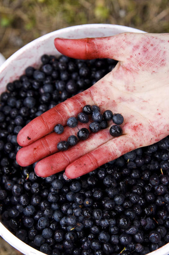 西方人,手,一个人,捧,竖图,俯视,室外,特写,白天,浆果,蓝莓,水果,欧洲,欧洲人,仅一个男性,仅一个人,新鲜,生食,食品,果实,右手,食物,仅一个年轻男性,手部,有机食品,绿色食品,单手,男人,男性,年轻男性,白种人,山都柿,蓝浆果,蓝靛果,端,端着,捧着,手捧,半身,彩图,高角度拍摄