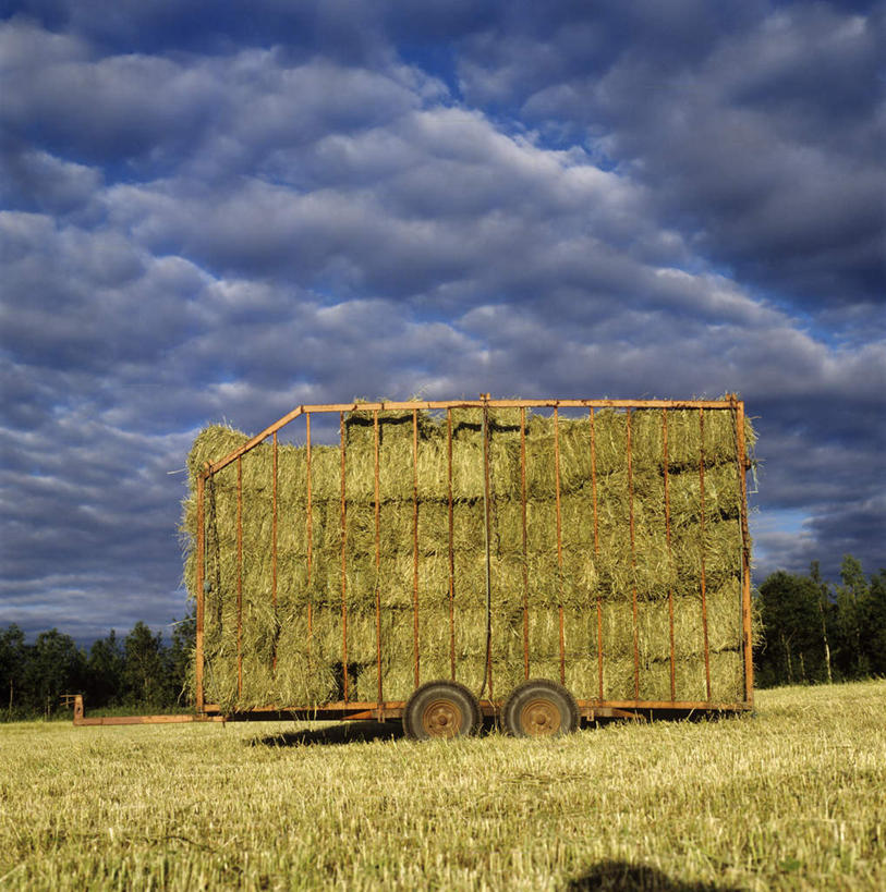 无人,竖图,室外,白天,正面,旅游,度假,美景,森林,树林,植物,瑞典,欧洲,一堆,一辆,阴影,堆叠,堆积,枯萎,光线,推车,影子,景观,云,云朵,干草,枯草,干草堆,云彩,娱乐,草,树,树木,蓝色,绿色,白云,蓝天,天空,阳光,自然,天,享受,休闲,景色,放松,生长,成长,堆,斯堪的纳维亚,自然风光,北欧,斯堪的纳维亚半岛,瑞典王国,彩图