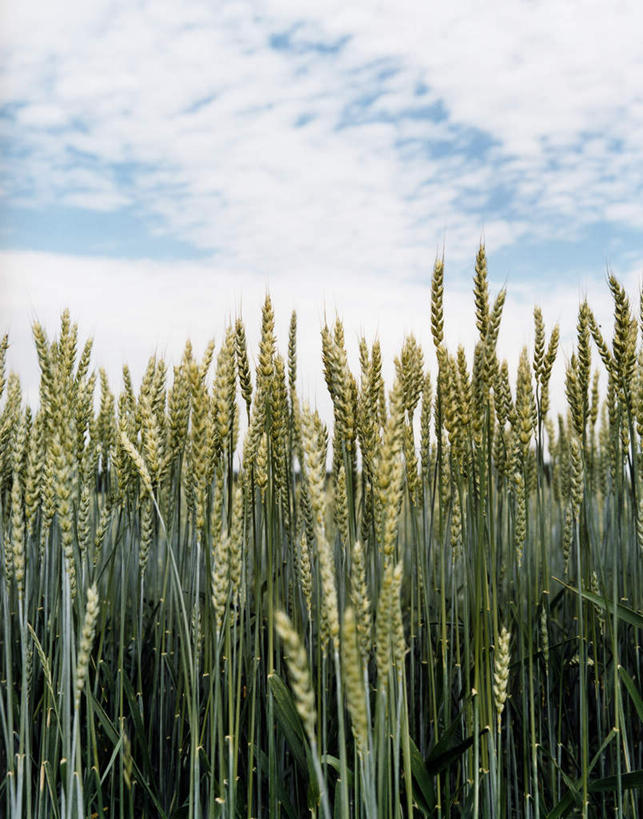 无人,农田,竖图,室外,白天,正面,旅游,度假,农业,庄稼,农作物,稻米,美景,瑞典,欧洲,阴影,光线,密集,影子,稻田,景观,云,云朵,谷物,水稻,云彩,娱乐,稻,蓝色,白云,蓝天,天空,阳光,自然,天,享受,休闲,景色,放松,斯堪的纳维亚,自然风光,北欧,斯堪的纳维亚半岛,瑞典王国,鳞集,辘集,麋集,彩图,耕地,庄稼田