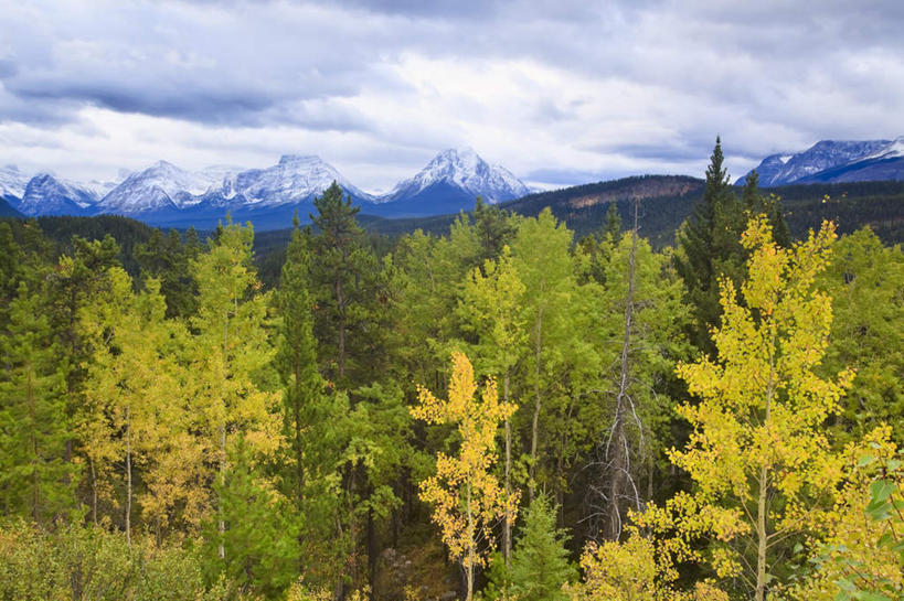 无人,公园,横图,室外,白天,正面,旅游,度假,美景,山,树林,雪,雪山,植物,大雪,加拿大,阴影,光线,影子,冰,积雪,景观,山峰,雪景,云,云朵,冬季,冬天,山峦,云彩,娱乐,树,树木,蓝色,绿色,白云,蓝天,天空,阳光,自然,天,享受,休闲,景色,放松,寒冷,生长,晴朗,成长,冰冷,北美,北美洲,国家公园,自然风光,美洲,阿尔伯塔省,阿尔伯塔,北亚美利加洲,亚美利加洲,严寒,冰凉,酷寒,凛冽,凛凛,极冷,艾伯塔,艾伯塔省,贾斯珀国家公园,晴空,彩图