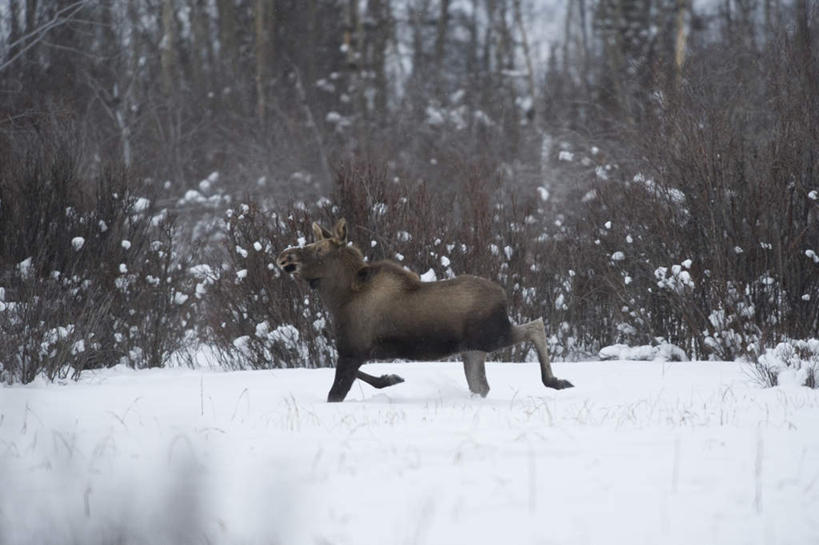 无人,站,横图,室外,白天,侧面,旅游,度假,美景,森林,树林,雪,植物,大雪,哺乳动物,鹿,野生动物,加拿大,朦胧,模糊,积雪,景观,雪景,冬季,冬天,注视,娱乐,树,树木,一只,绿色,自然,动物,观察,看,站着,享受,休闲,景色,放松,寒冷,可爱,活泼,生长,成长,观看,察看,北美,北美洲,关注,自然风光,驼鹿,美洲,北亚美利加洲,亚美利加洲,严寒,罕达犴,堪达犴,育空,育空地区,站立,彩图,全身