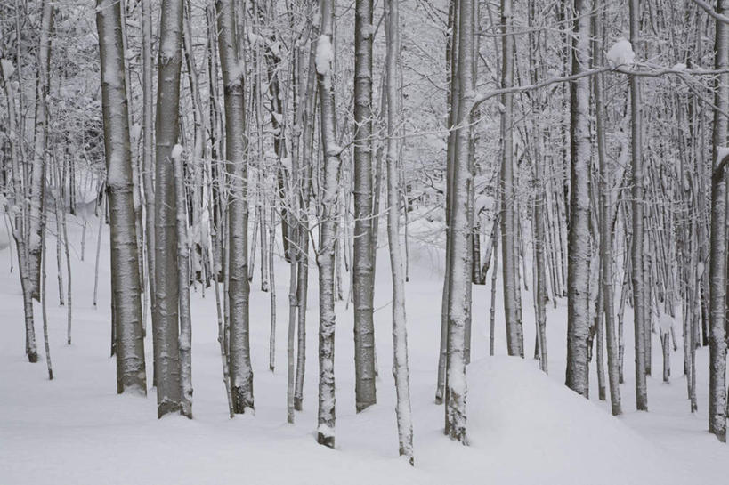 无人,横图,室外,白天,正面,旅游,度假,美景,森林,树林,雪,植物,大雪,加拿大,积雪,景观,雪景,冬季,冬天,娱乐,树,树木,绿色,自然,享受,休闲,景色,放松,寒冷,生长,成长,北美,北美洲,自然风光,美洲,北亚美利加洲,亚美利加洲,严寒,魁北克省,彩图