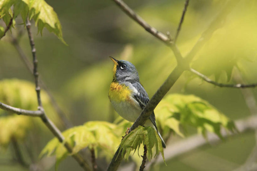 无人,站,横图,室外,特写,白天,侧面,旅游,度假,美景,植物,蜂鸟,鸟,加拿大,阴影,朦胧,模糊,光线,鸟类,影子,景观,枝条,注视,娱乐,树,树木,树枝,一只,阳光,自然,观察,看,站着,享受,休闲,景色,放松,观看,察看,北美,北美洲,关注,自然风光,美洲,北亚美利加洲,亚美利加洲,安大略省,安省,虬枝,枝杈,站立,彩图,全身