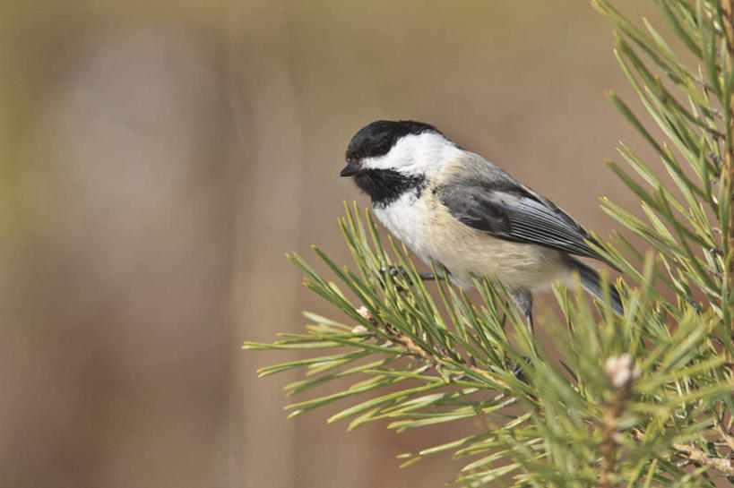 无人,站,横图,室外,白天,侧面,旅游,度假,美景,植物,鸟,叶子,加拿大,朦胧,模糊,鸟类,山雀,纹理,景观,绿叶,注视,娱乐,一只,绿色,自然,观察,看,站着,享受,休闲,嫩叶,景色,放松,观看,察看,北美,北美洲,关注,自然风光,美洲,肌理,北亚美利加洲,亚美利加洲,魁北克省,白脸山雀,大山雀,叶,叶片,叶脉,站立,彩图,全身