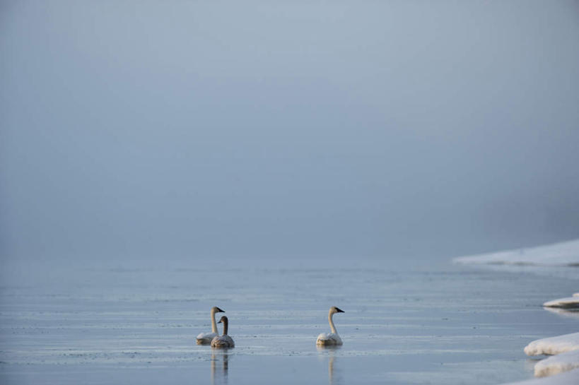 游泳,无人,横图,俯视,室外,白天,旅游,度假,河流,美景,水,雪,大雪,鸟,野生动物,天鹅,加拿大,三只,鸟类,河水,积雪,景观,水流,雪景,冬季,冬天,娱乐,自然,动物,享受,休闲,景色,放松,寒冷,可爱,北美,北美洲,自然风光,美洲,首府,北亚美利加洲,亚美利加洲,严寒,泅水,育空,育空地区,白马市,怀特霍斯,拍浮,鹄,彩图,高角度拍摄,全身