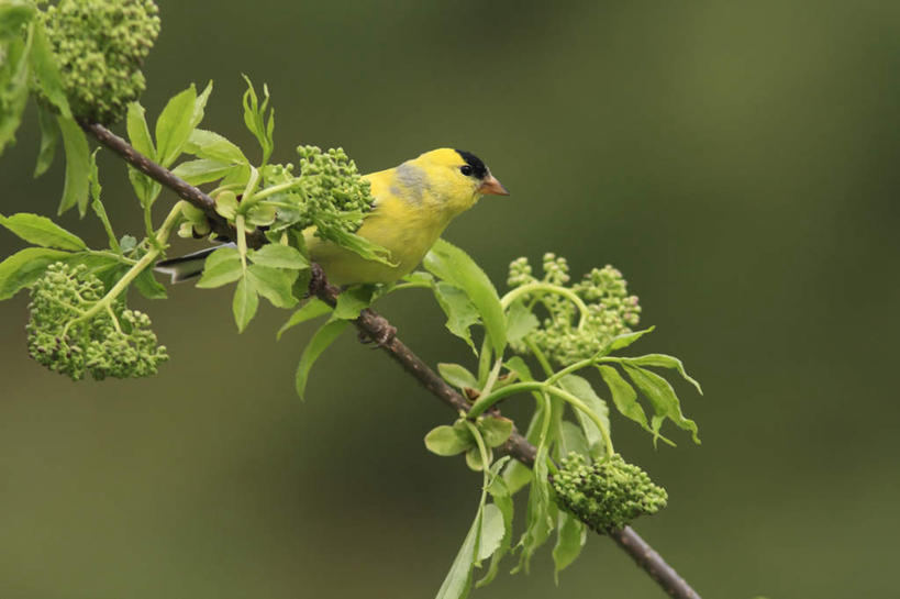 无人,站,横图,室外,特写,白天,仰视,旅游,度假,美景,植物,鸟,羽毛,加拿大,阴影,朦胧,模糊,轻盈,柔软,光线,鸟类,影子,景观,枝条,扭头,注视,娱乐,树,树木,树枝,一只,阳光,自然,观察,看,站着,转头,享受,休闲,景色,放松,观看,察看,北美,北美洲,关注,自然风光,美洲,金翅雀,轻柔,北亚美利加洲,亚美利加洲,大绿雀,金翅,芦花黄雀,魁北克省,虬枝,枝杈,站立,彩图,低角度拍摄,全身