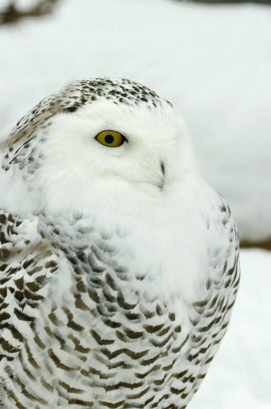 无人,站,竖图,室外,特写,白天,侧面,雪,大雪,猫头鹰,鸟,野生动物,羽毛,加拿大,轻盈,柔软,鸟类,积雪,雪景,冬季,冬天,注视,一只,动物,观察,看,站着,寒冷,栖息,观看,察看,北美,北美洲,关注,美洲,凶猛,雪鸮,雪枭,轻柔,北亚美利加洲,亚美利加洲,严寒,白鸮,白夜猫子,雪猫头鹰,魁北克省,栖身,残暴,凶残,鸮,枭,站立,半身,彩图