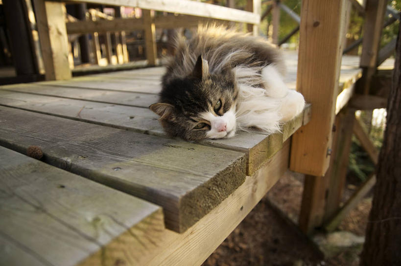 无人,栏杆,横图,俯视,室外,白天,宠物,猫,阴影,光线,扶手,木板,影子,泥土,土壤,桥,木桥,注视,护栏,栈桥,一只,阳光,动物,观察,看,趴着,可爱,毛茸茸,观看,人行桥,木板桥,察看,关注,猫咪,趴,彩图,高角度拍摄,全身