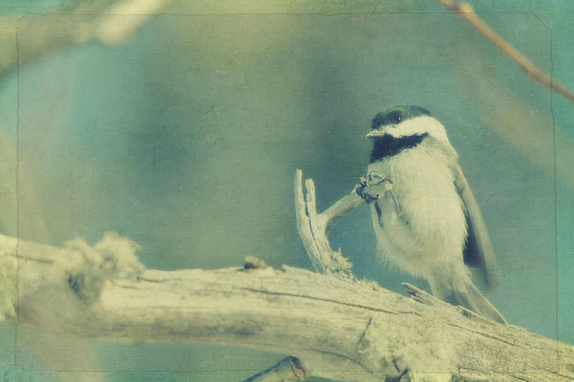 无人,横图,室外,白天,正面,植物,鸟,阴影,朦胧,模糊,光线,鸟类,山雀,影子,枝条,扭头,注视,树,树木,树枝,一只,蓝色,蓝天,天空,阳光,天,观察,看,转头,观看,察看,关注,特殊,休憩,憩息,虬枝,枝杈,白脸山雀,大山雀,特别,稀奇,彩图,全身
