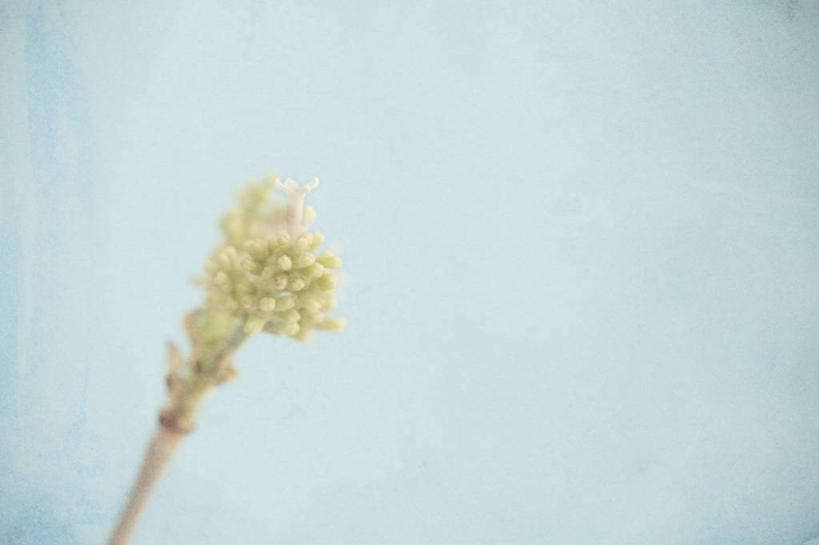 无人,横图,室外,特写,白天,仰视,植物,阴影,朦胧,模糊,盛开,光线,影子,花蕾,花,花瓣,花朵,鲜花,蓝色,绿色,蓝天,天空,阳光,自然,天,春季,春天,花苞,花蕊,生长,成长,生机,生命,春日,彩图,低角度拍摄