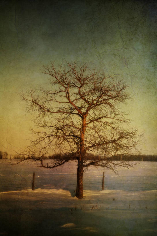 无人,栏杆,竖图,室外,白天,正面,美景,日落,树林,植物,加拿大,一排,阴影,整齐,光线,影子,景观,晚霞,霞光,落日,围栏,护栏,树,树木,排列,蓝色,绿色,蓝天,天空,阳光,自然,黄昏,天,广阔,宽广,景色,彩霞,生长,成长,北美,北美洲,队列,宽阔,自然风光,美洲,洛矶山脉,落基山脉,北亚美利加洲,亚美利加洲,广大,亚伯达盆地,夕照,夕阳,彩图,斜阳